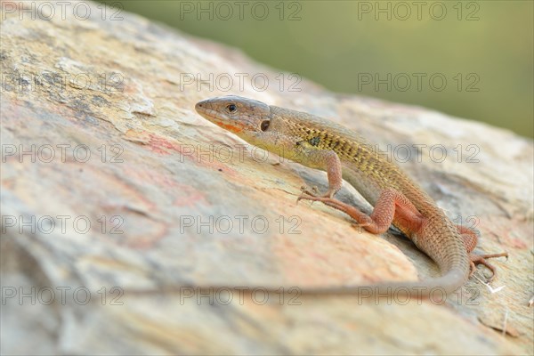 Large Psammodromus (Psammodromus algirus)