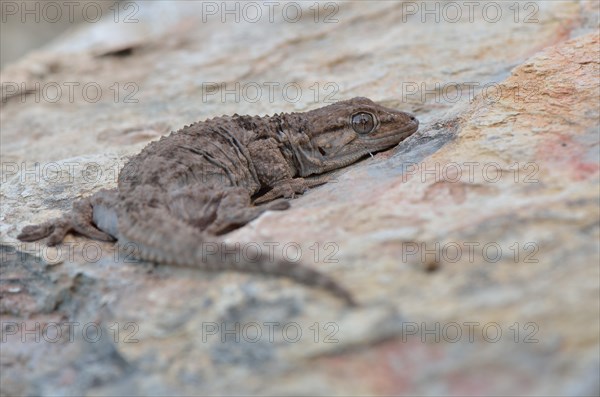 Moorish Wall Gecko (Tarentola mauritanica)