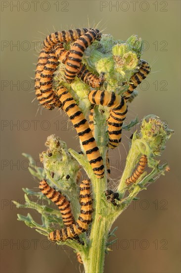 Caterpillars from the Cinnabar Moth (Tyria jacobaeae)