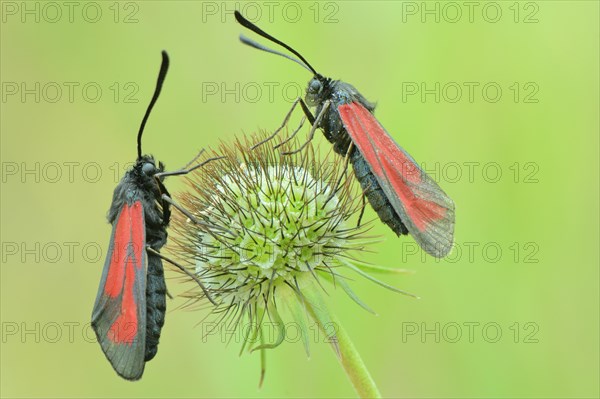 Transparent Burnets (Zygaena purpuralis)