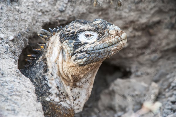 Galapagos Land Iguana (Conolophus subcristatus) in its burrow
