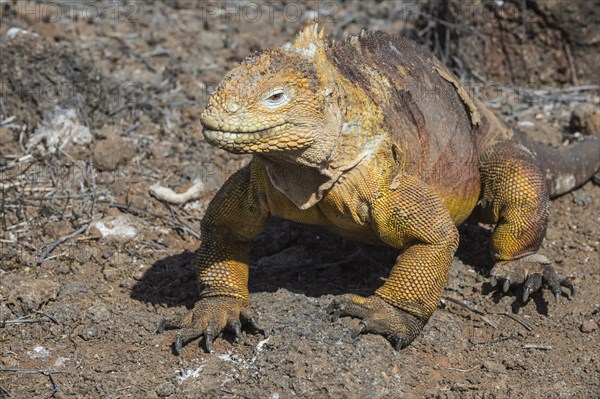 Galapagos Land Iguana (Conolophus subcristatus)