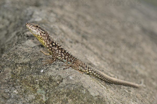 Ticino Wall Lizard (Podarcis muralis maculiventris)
