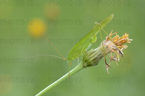 Sickle-Bearing Bush-Cricket (Phaneroptera falcata)