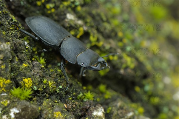 Lesser Stag Beetle (Dorcus parallelipipedus)