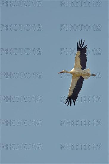 White Stork (Ciconia ciconia)