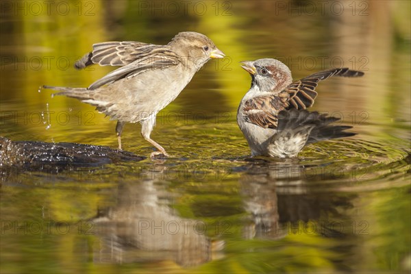 Two House Sparrows (Passer domesticus)