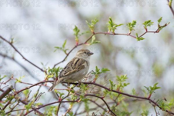 House Sparrow (Passer domesticus)