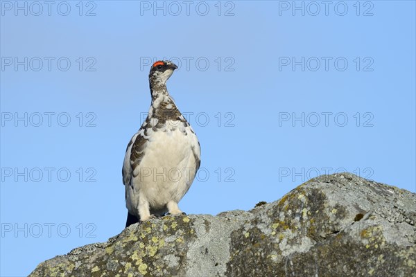 Rock Ptarmigan (Lagopus muta) adult male