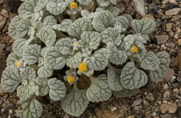 Velvet turtleback (Psathyrotes ramosissima) in flower