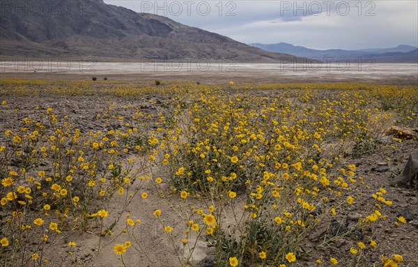 Desert sunflower or desert gold (Geraea canescens)