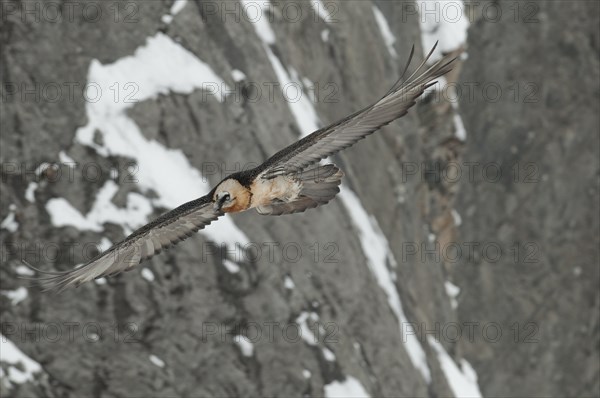 Bearded Vulture