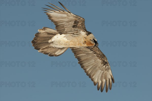 Bearded Vulture