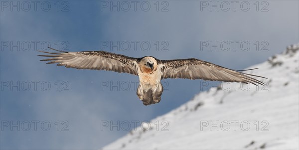 Bearded Vulture