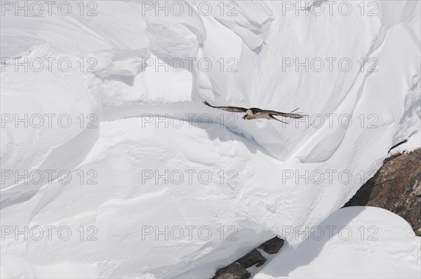 Bearded Vulture