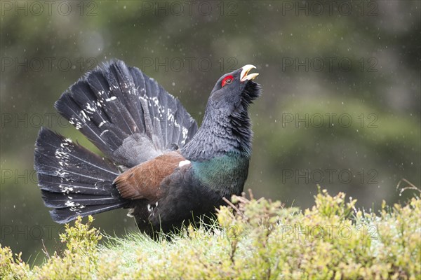 Western Capercaillie or Wood Grouse (Tetrao urogallus)