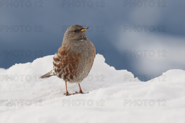 Alpine Accentor (Prunella collaris) in winter