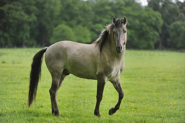Tarpan (Equus ferus gmelini