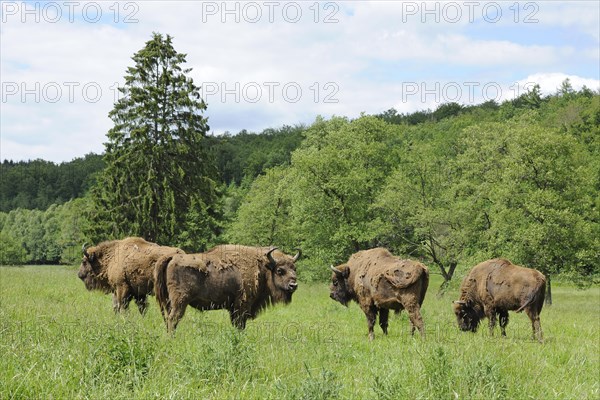 Herd of Wisent or European Bison (Bison bonasus)