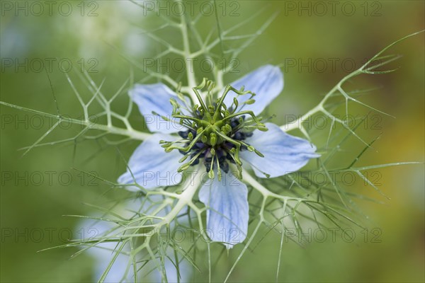 Love-in-a-Mist or Ragged Lady (Nigella damascena)