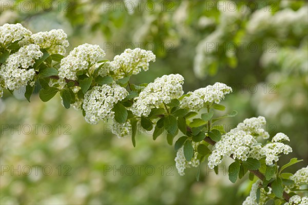 Henry's Spiraea (Spiraea henryi)