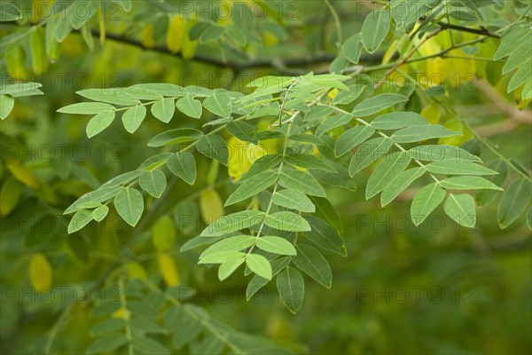 Japanese Pagoda Tree or Chinese Scholar (Styphnolobium japonicum)