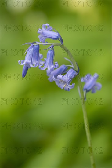 Spanish Bluebell (Hyacinthoides hispanica)
