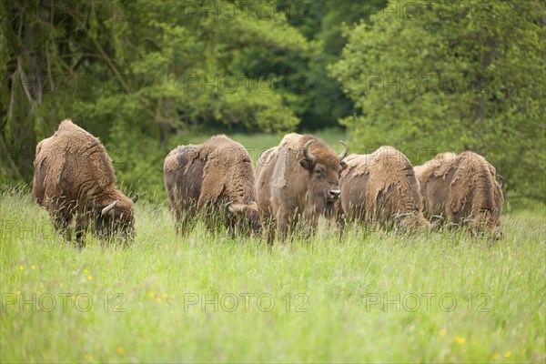 European Bison or Wisent (Bison bonasus)