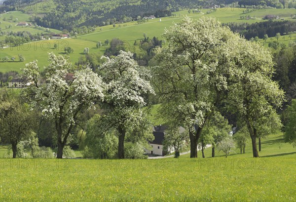 Flowering fruit trees