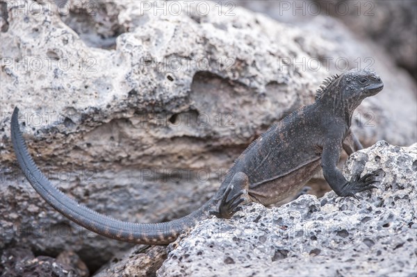 Marine Iguana (Amblyrhynchus cristatus hassi)
