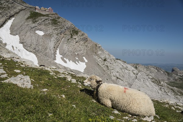 Sheep in the Alps