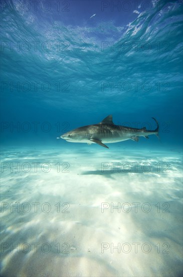 Tiger Shark (Galeocerdo cuvier)