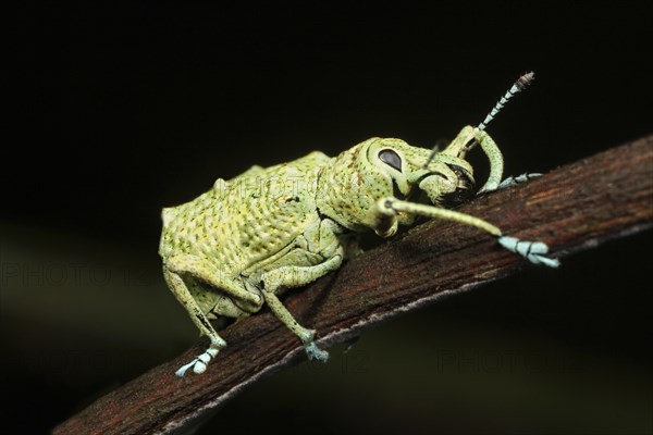 Weevil (Curculio sp.)