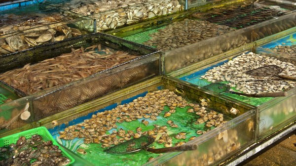Basins with live marine animals for sale