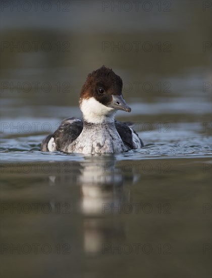 Smew (Mergellus albellus)