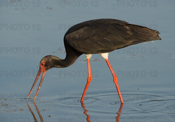 Black Stork (Ciconia nigra)