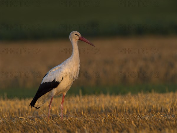 White Stork (Ciconia ciconia)