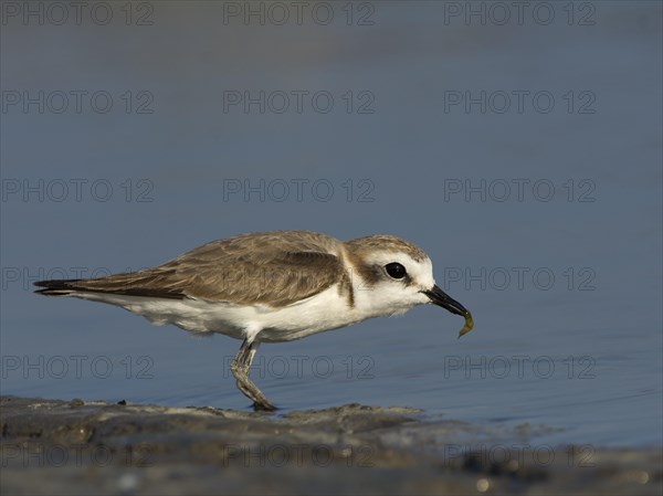 Kentish Plover or Snowy Plover (Charadrius alexandrinus)