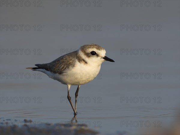 Kentish Plover or Snowy Plover (Charadrius alexandrinus)
