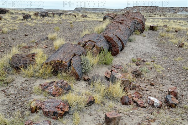 Silicified tree trunks
