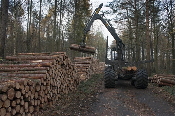 Forestry forwarder harvesting timber