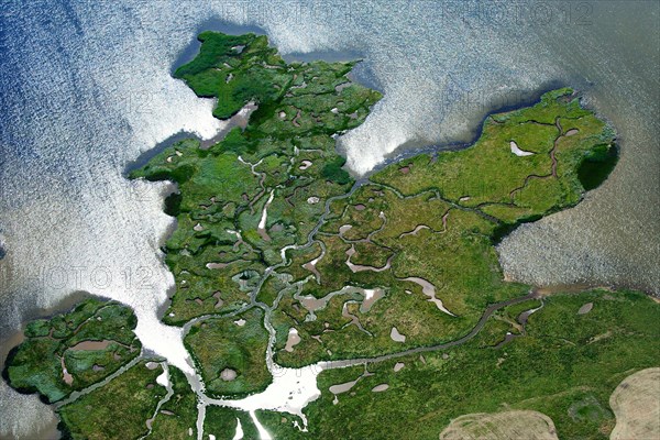 Salt marsh