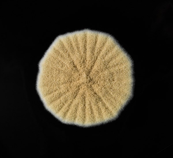Mould