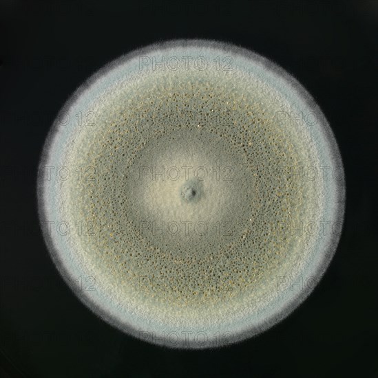 Mould