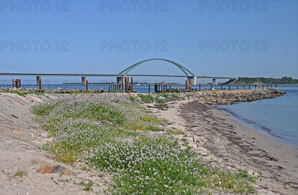 Fehmarn Sound Bridge