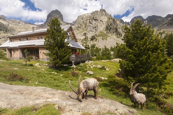 Alpine Ibexes (Capra ibex) grazing in front of the Refuge de la Cougourde
