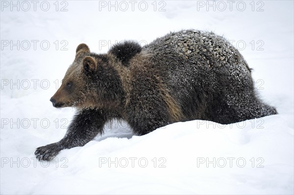 Brown Bear (Ursus arctos)