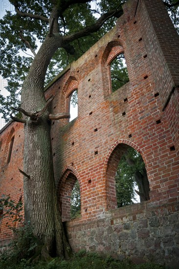 Ancient oak at the ruins of Boitzenburg Abbey