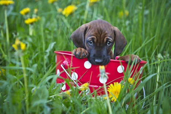 Bavarian Mountain Hound