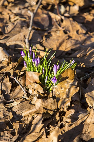 Crocuses (Crocus sp.) growing through old autumn leaves